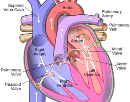 Ridhi Sidhi Homeo Clinic
